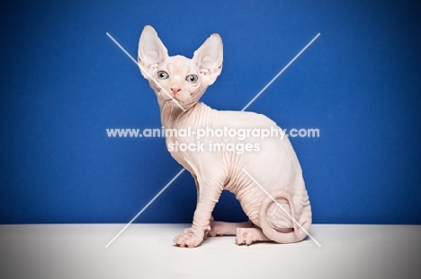 8 week old Sphynx kitten on blue background