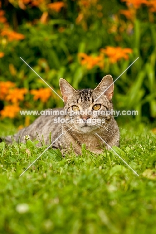 tabby cat in garden