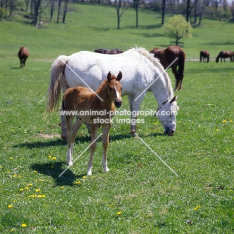 quarter horse foal with mare and herd in usa