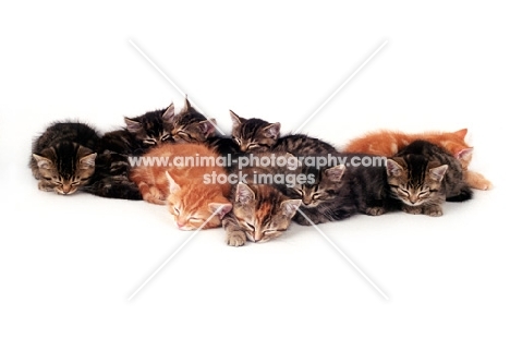 nine kittens asleep