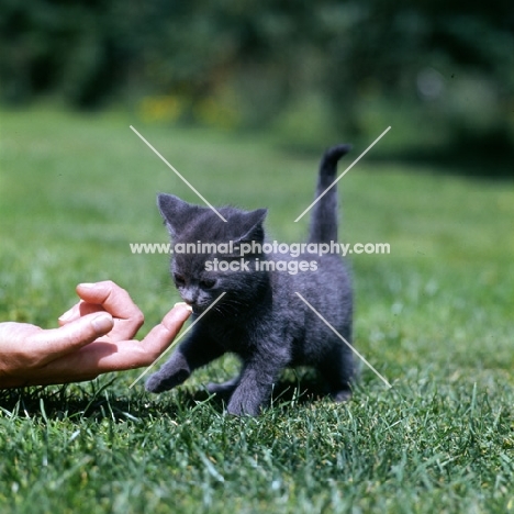 blue kitten taking treat from a finger