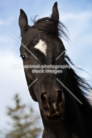 Egyptian Arabian