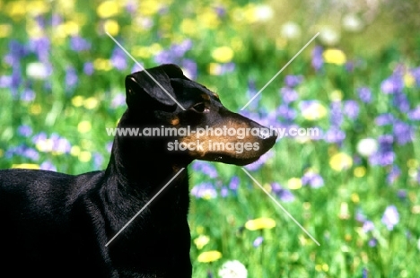 ch keyline vengeance, manchester terrier, portrait with flowers 