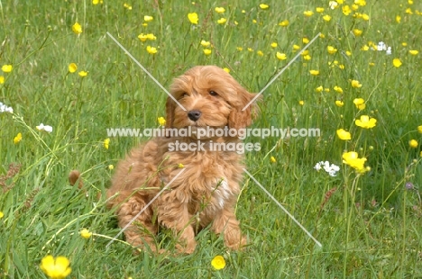 young Cockapoo sitting in field