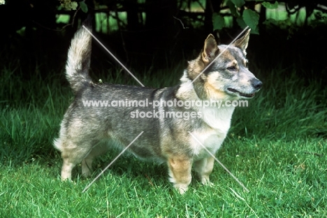 undocked swedish vallhund, misty 