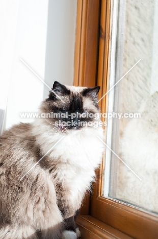 Ragdoll near window