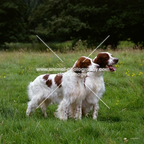 chardine vari, left, llanelwy hard days night at chardine, dog and bitch irish red and white setter, b.o.b crufts 1987