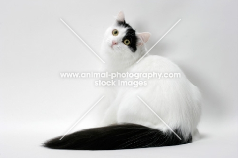 black and white turkish van cat back view