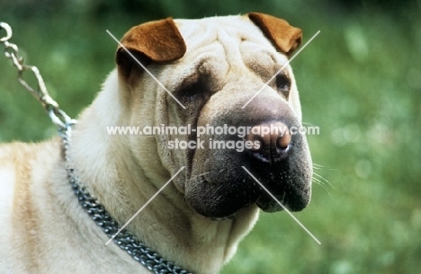 Howun Swis Gen May-Ling, shar pei in holland, head study