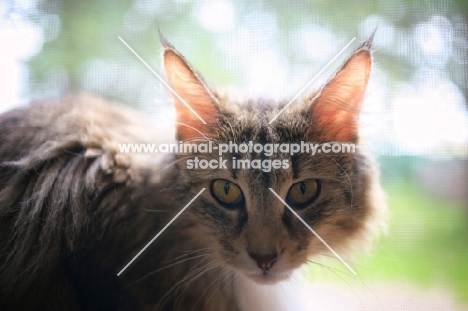 norwegian forest cat resting on a window sill