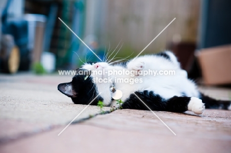 cat lying on paving