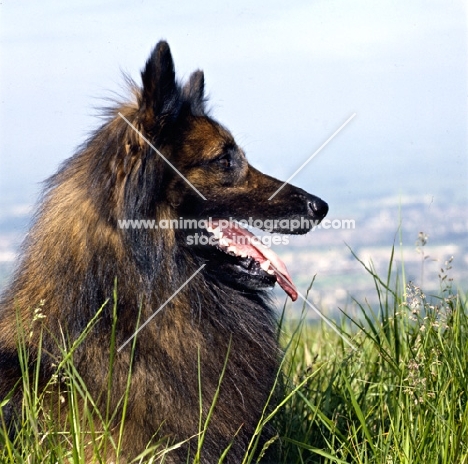 portrait of tervueren