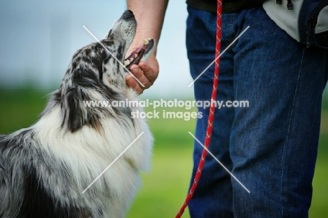 white merle australian shepherd looking up towards owner, owner petting her