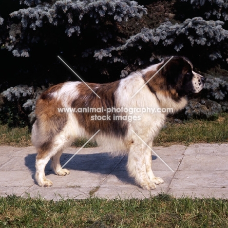  moscow guard dog at exhibition of economic achievement, moscow