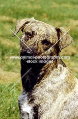 Cursino dog (aka Corse dog), side view, 1st French Champion