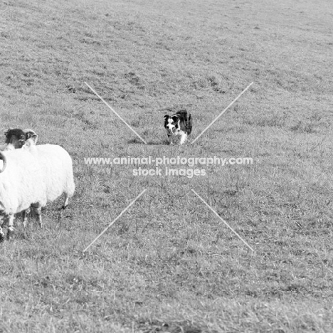 border collie working sheep