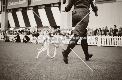 Whippet and Handler showing at YKC Crufts 2012