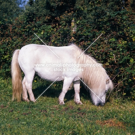 shetland pony grazing