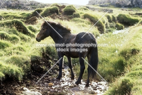 iceland horse in a stream at hofn