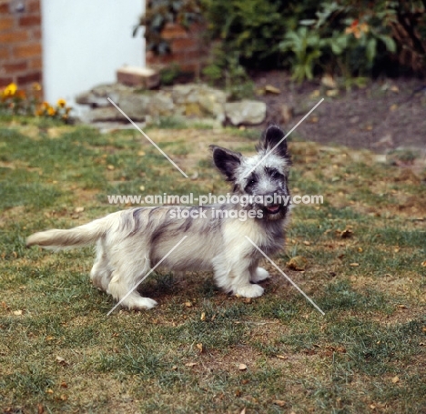 skye terrier, perky puppy standing on grass