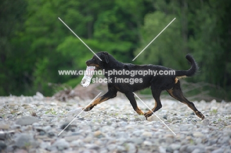 Profile shot of a Beauceron running on a river shore with bottle in mouth