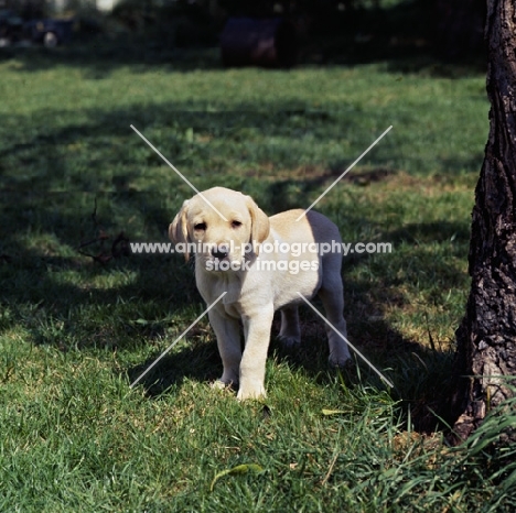curious labrador pup on grass