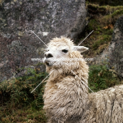 llama portrait