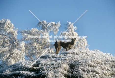 sheeba, greyhound in snowy landscape