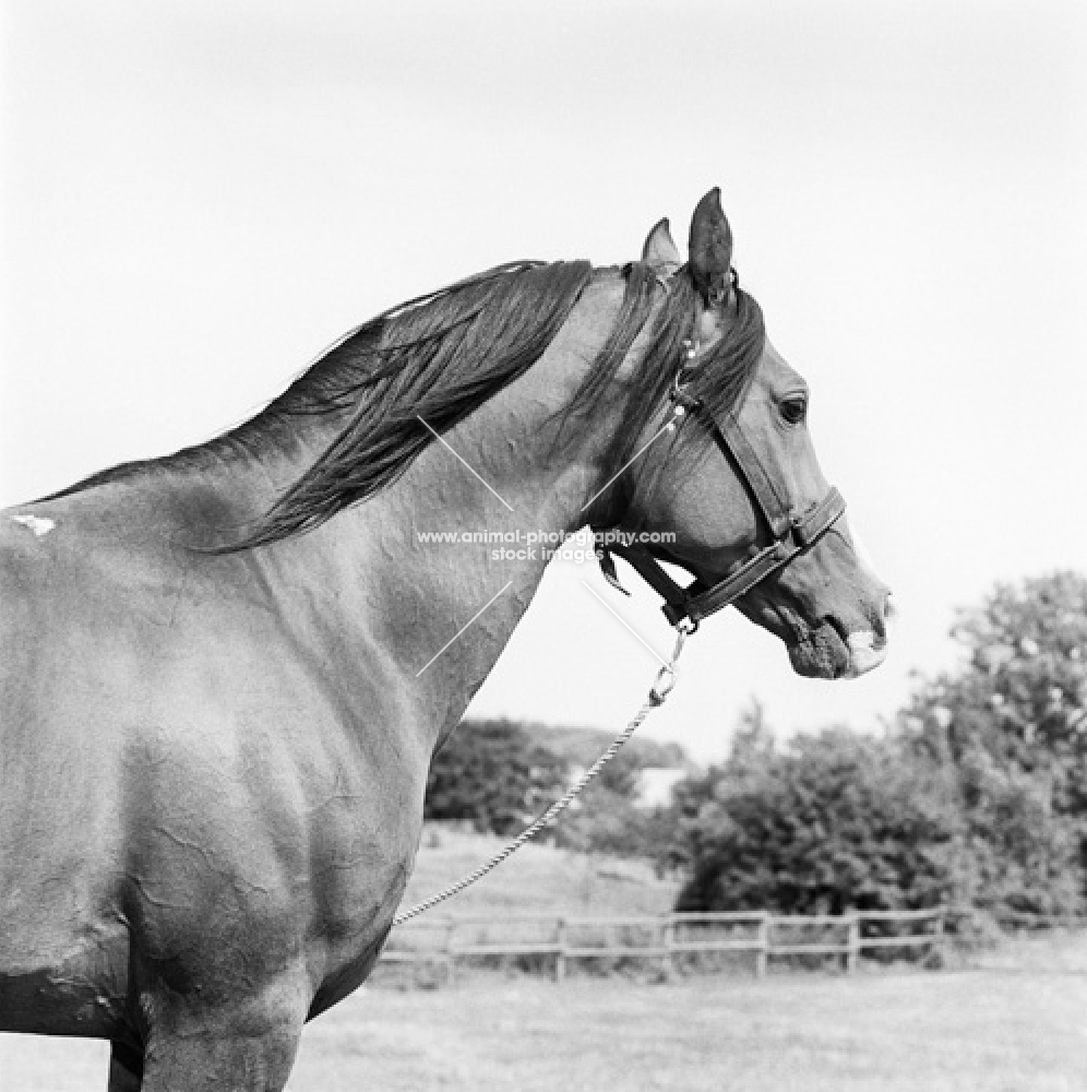 shagya arab stallion owned by ulla nyegaard