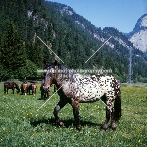 736 jaggler-nero x, noric horse in austria