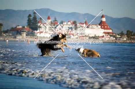 Tibetan Mastiff playing with other dog in sea