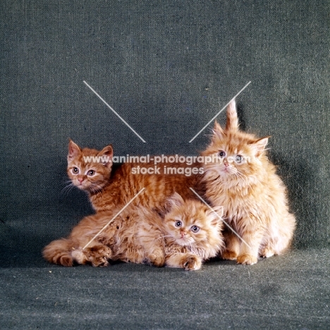 two red tabby long hair, one red spotted kittens