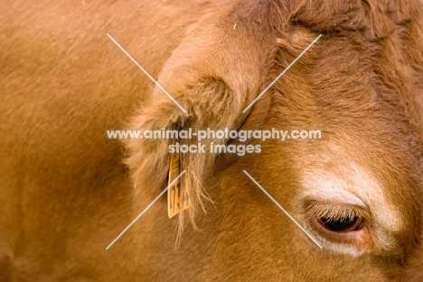 limousin cow close up