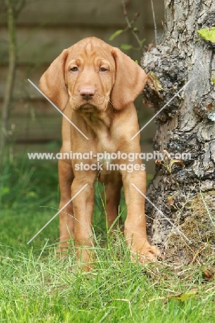 cute shorthaired Hungarian Vizsla puppy, front view