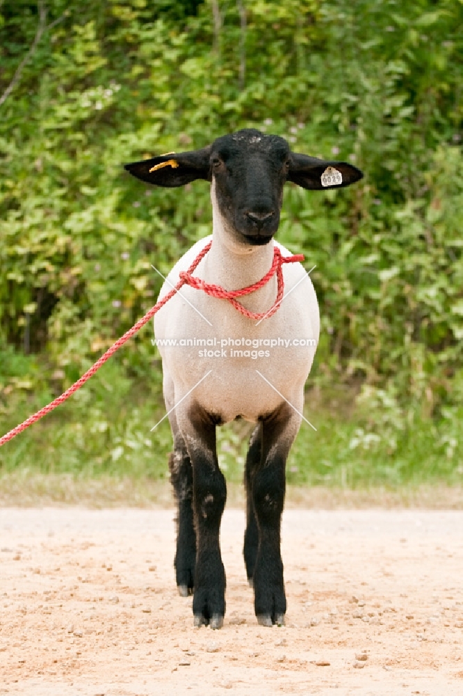 show groomed Suffolk sheep on lead