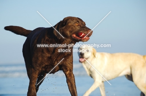 chocolate and cream Labrador Retriever, one with ball