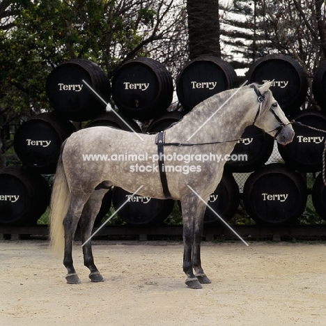 hacendoso 1X, Andalusian Horse with sherry barrels at terry bodega 