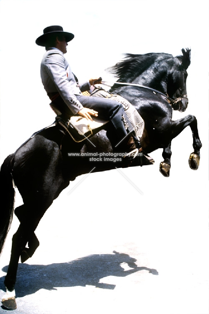 andalusian horse and rider at festival, les saintes maries de la mer, france