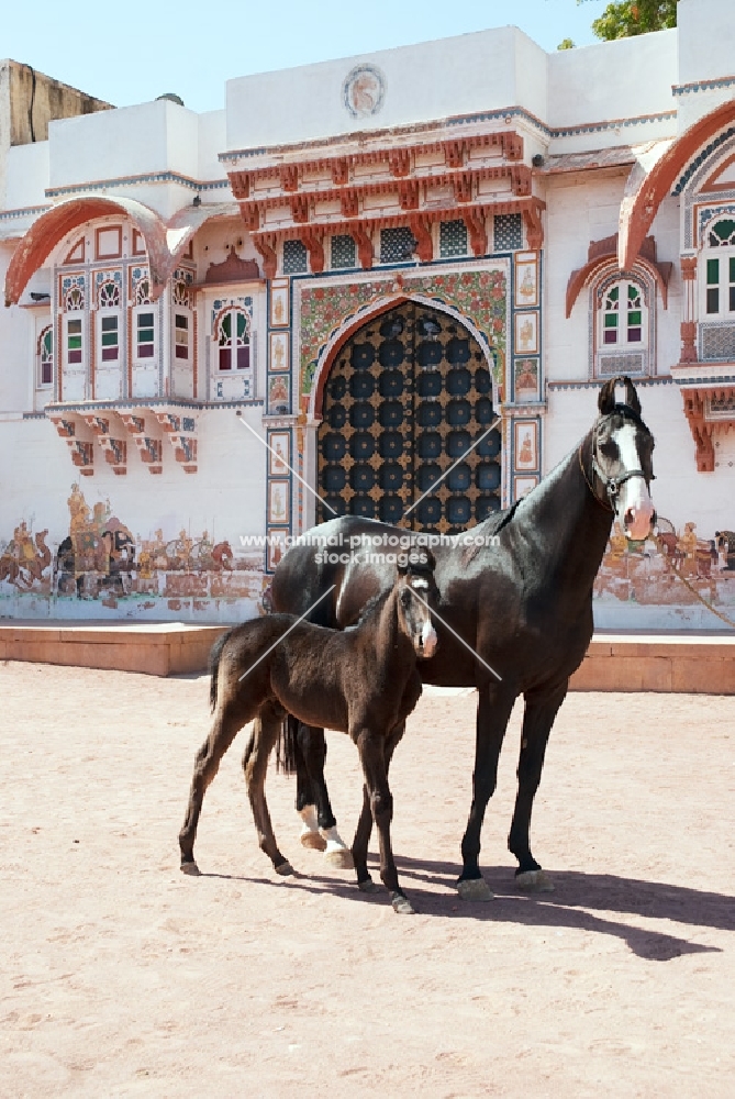 Marwari mare and foal at Rohet Garh