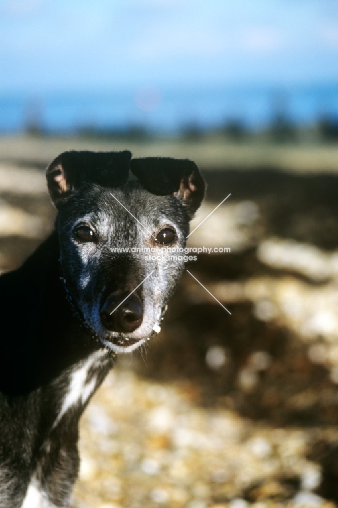 old, rescued, retired racing greyhound with unusual ears