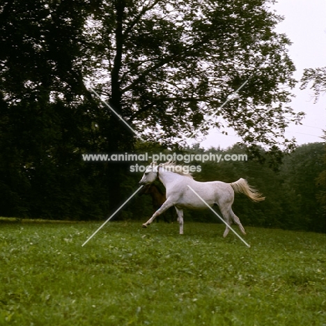 Arab German mare cantering  at marbach, full body  