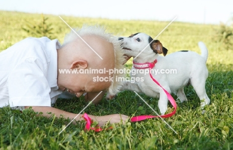 Jack Russell playing with boy