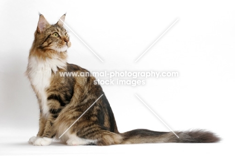 Brown Classic Tabby & White Maine Coon, on white background