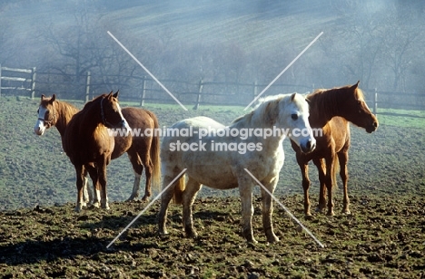 four arab mares standing in a field in winter