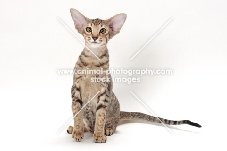 Oriental Shorthair, Brown Spotted Tabby colour, sitting