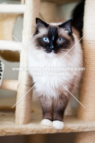 Ragdoll on cat tree