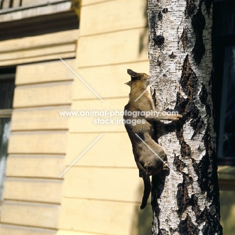 int ch parkans tiy, abyssinian cat, climbing silver birch tree in norway