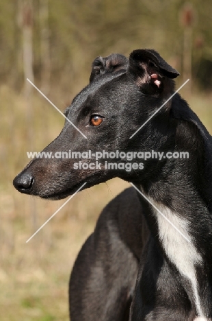 Greyhound portrait