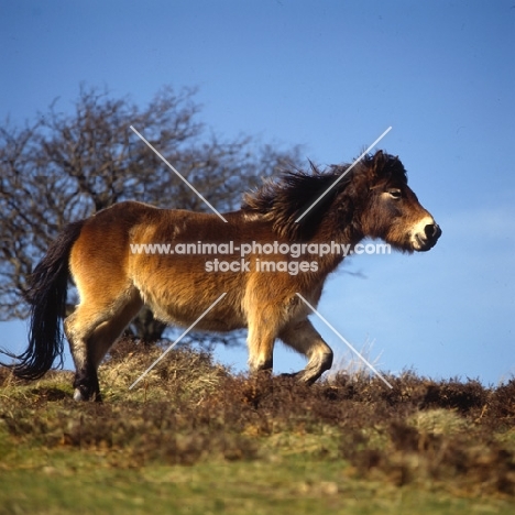 Exmoor pony walking on Exmoor in winter