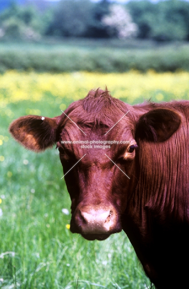 red poll cow 